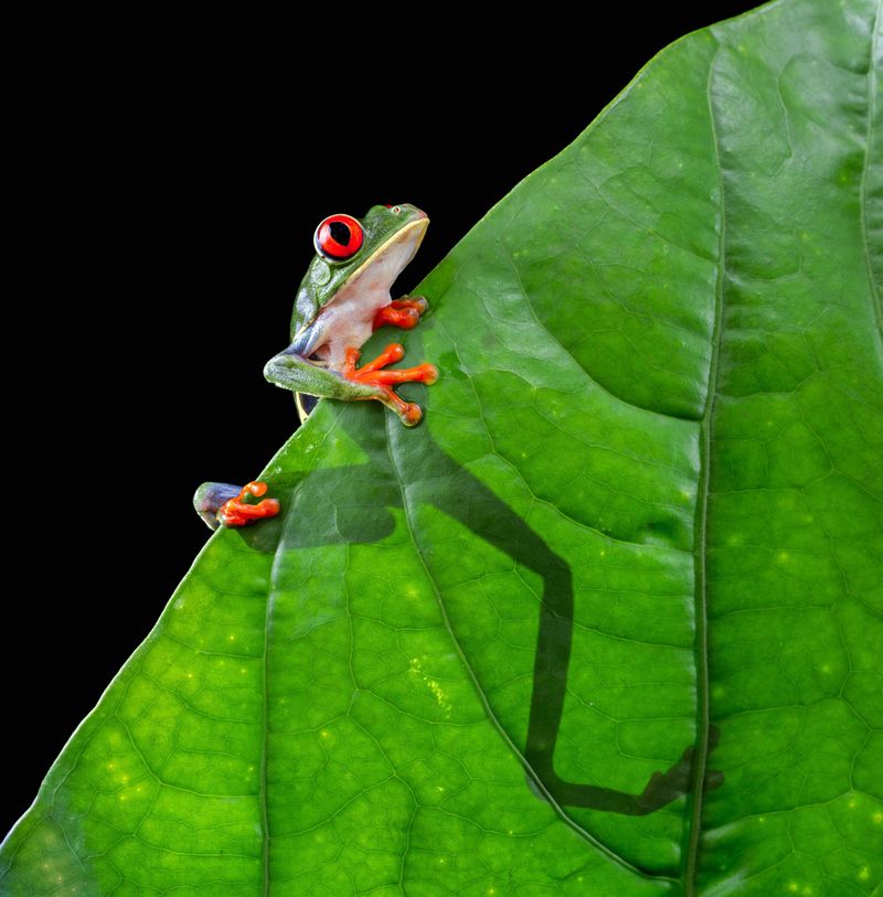 Tree Frog
