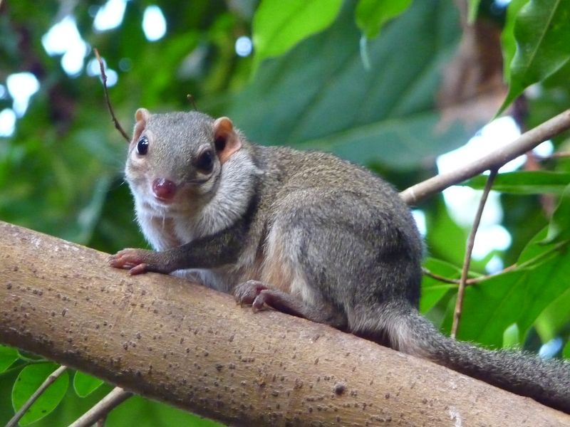 Tree Shrew