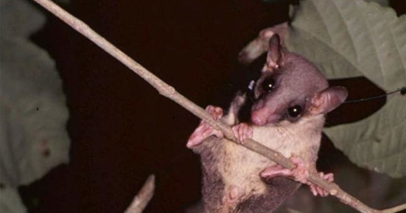 Tree Shrews