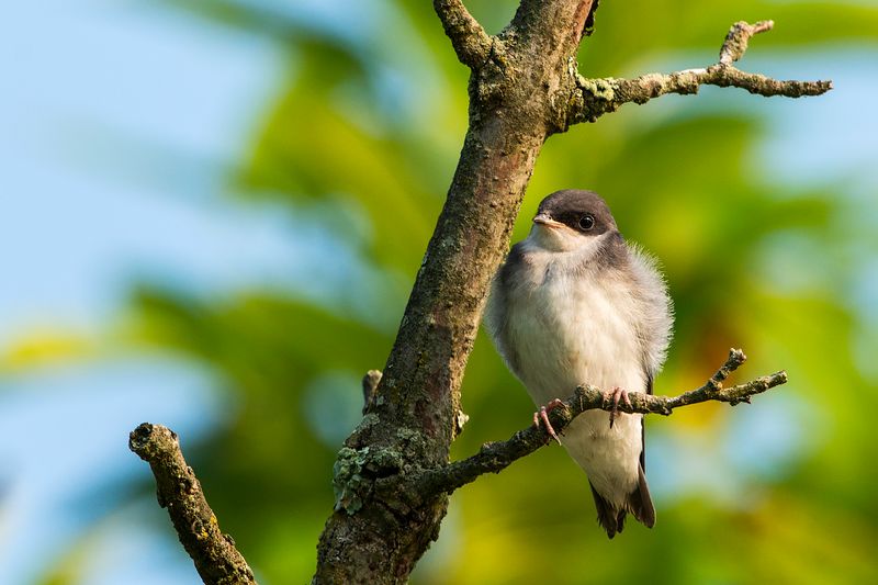 Tree Swallow