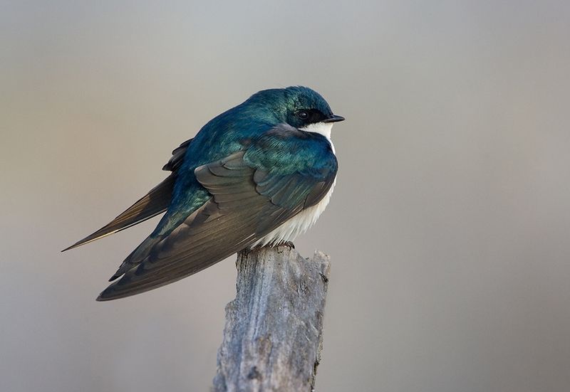 Tree Swallow