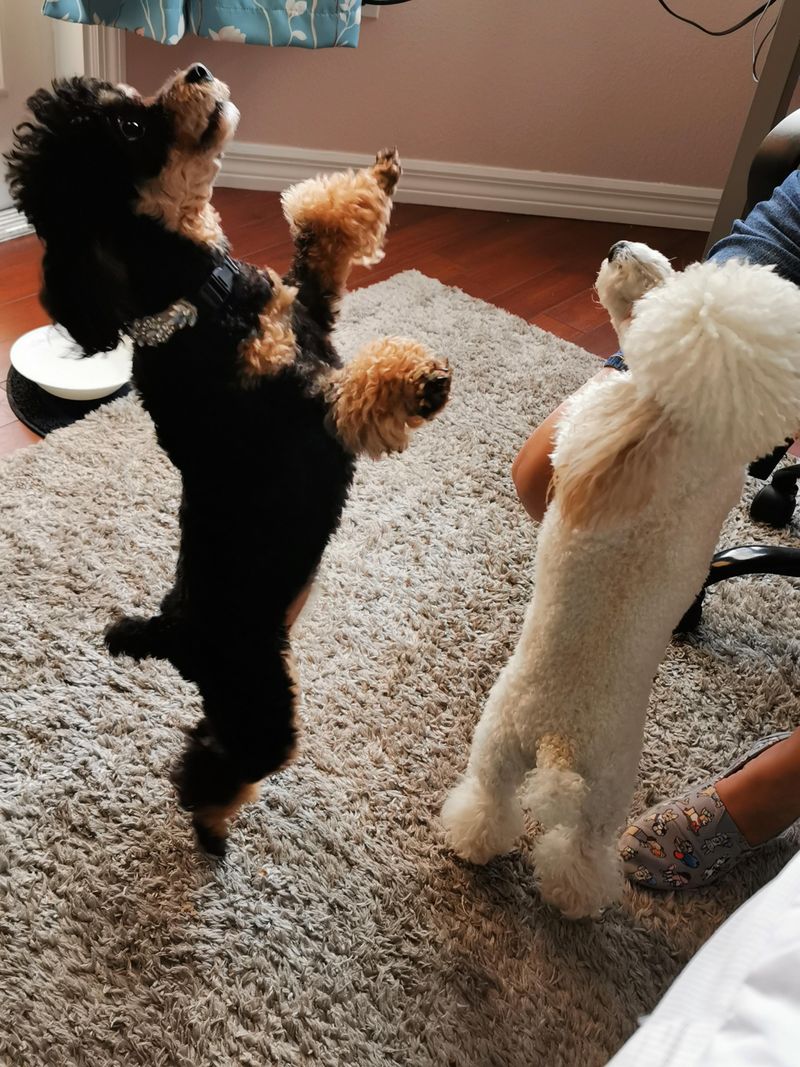 Trick Training