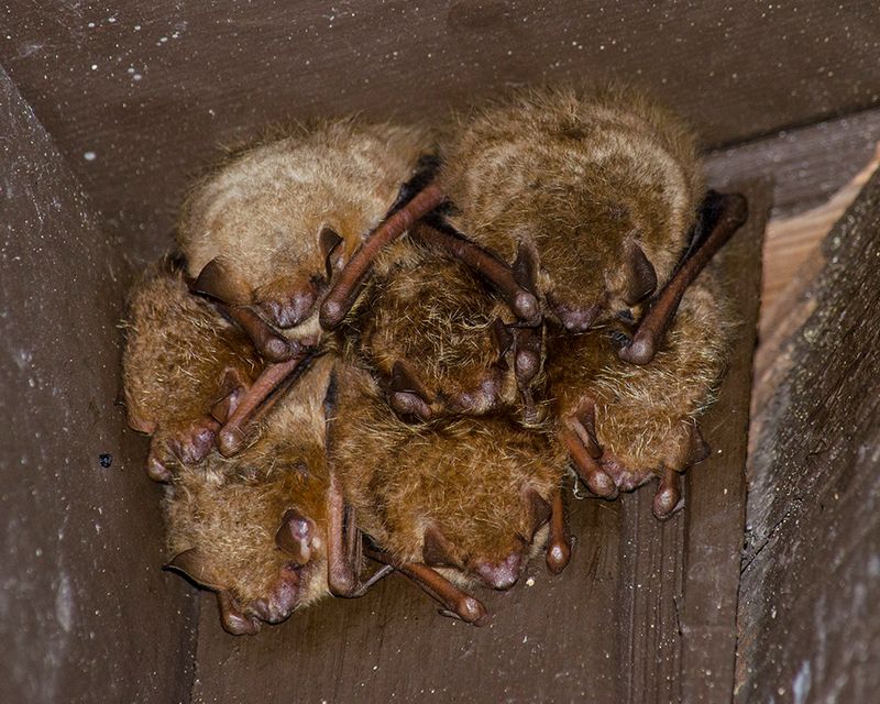 Tricolored Bat