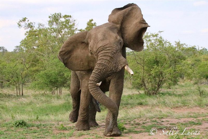 Trunk Swaying in Elephants