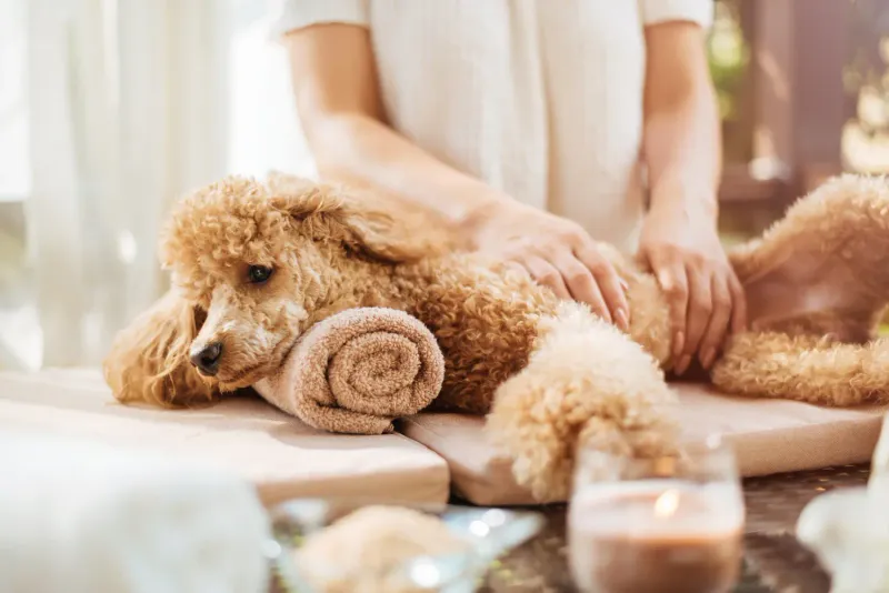 Try Massage Therapy