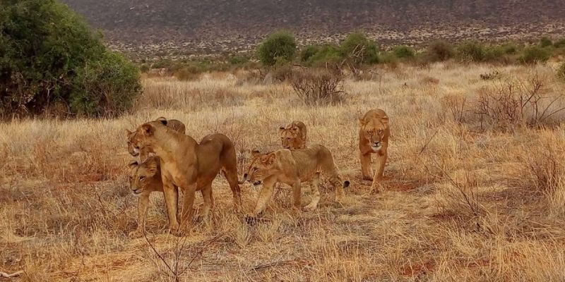 Tsavo Lion