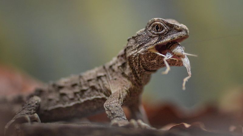 Tuatara