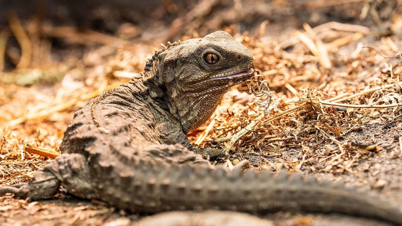 Tuatara