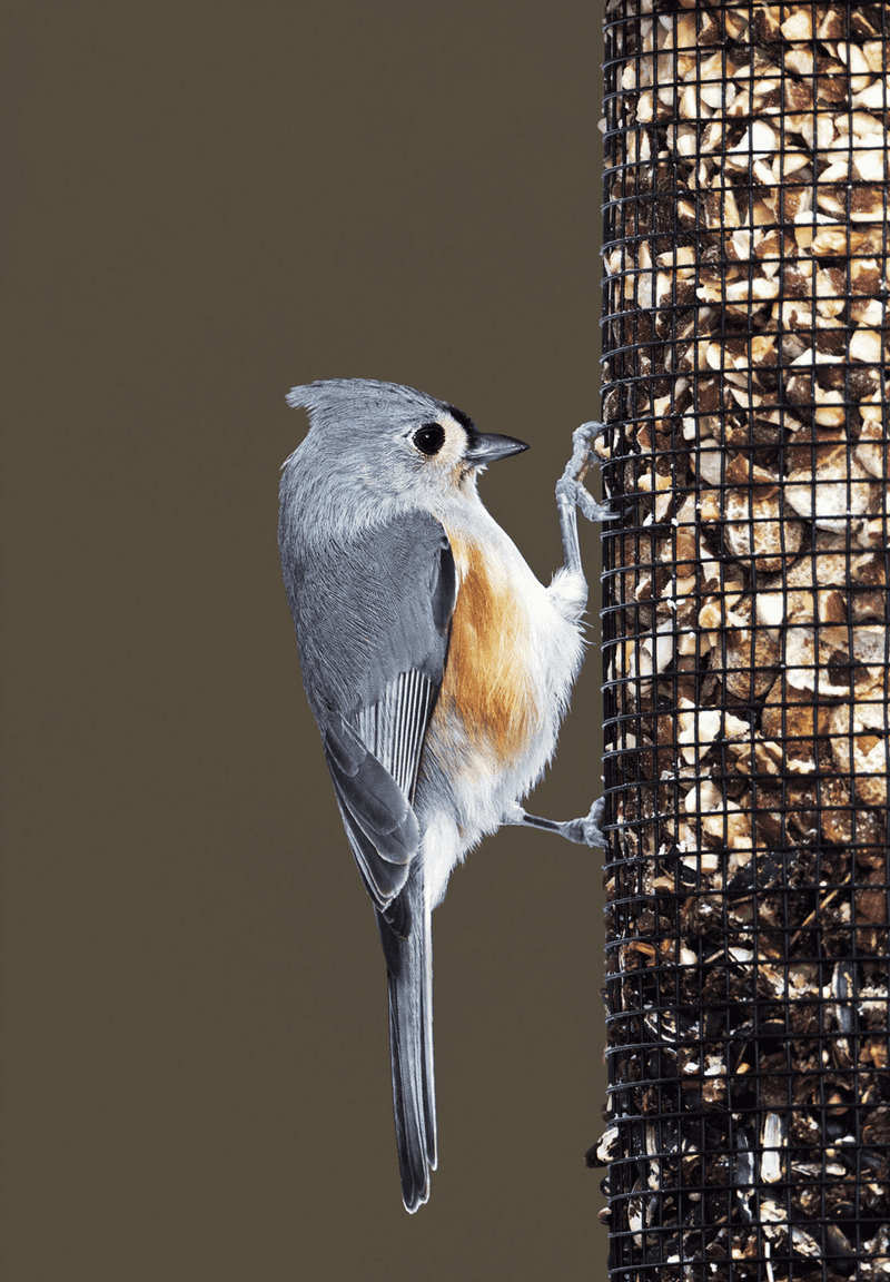 Tufted Titmouse