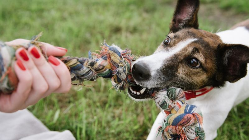 Tug-of-War
