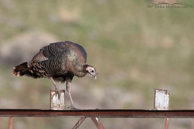Turkey