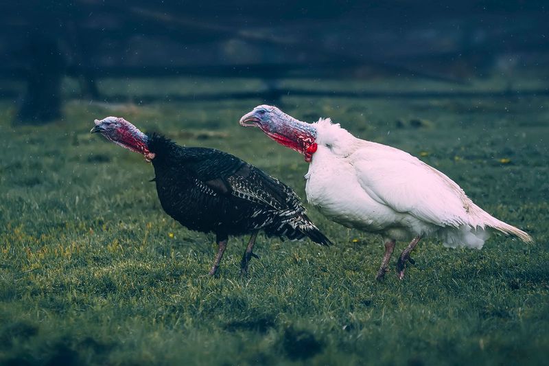 Turkey