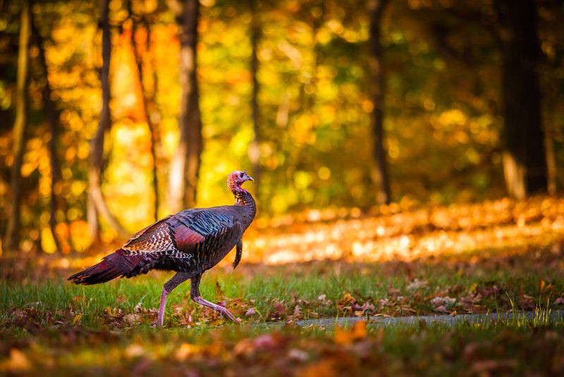 Turkey Run State Park, Indiana