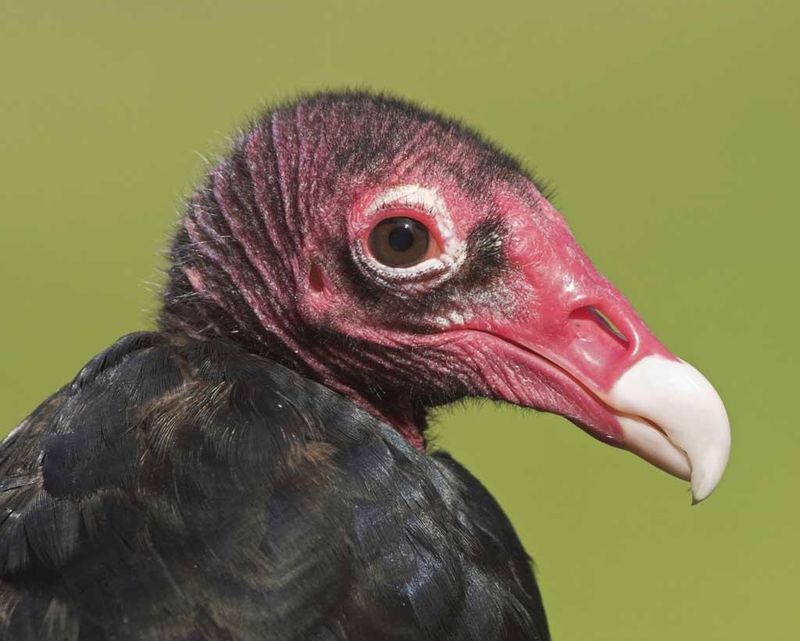 Turkey Vulture