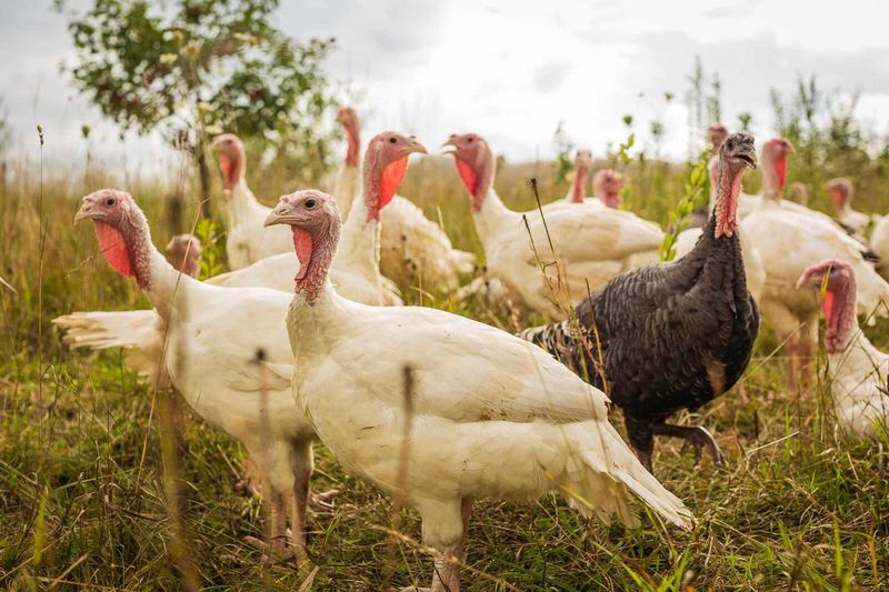 Turkeys