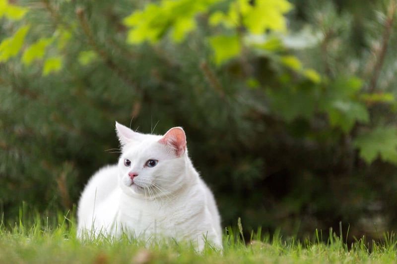 Turkish Angora