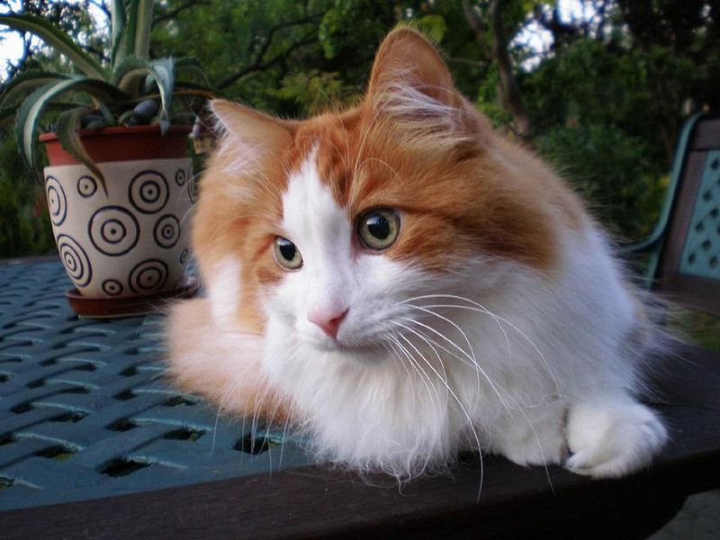 Turkish Angora