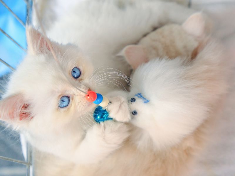 Turkish Angora