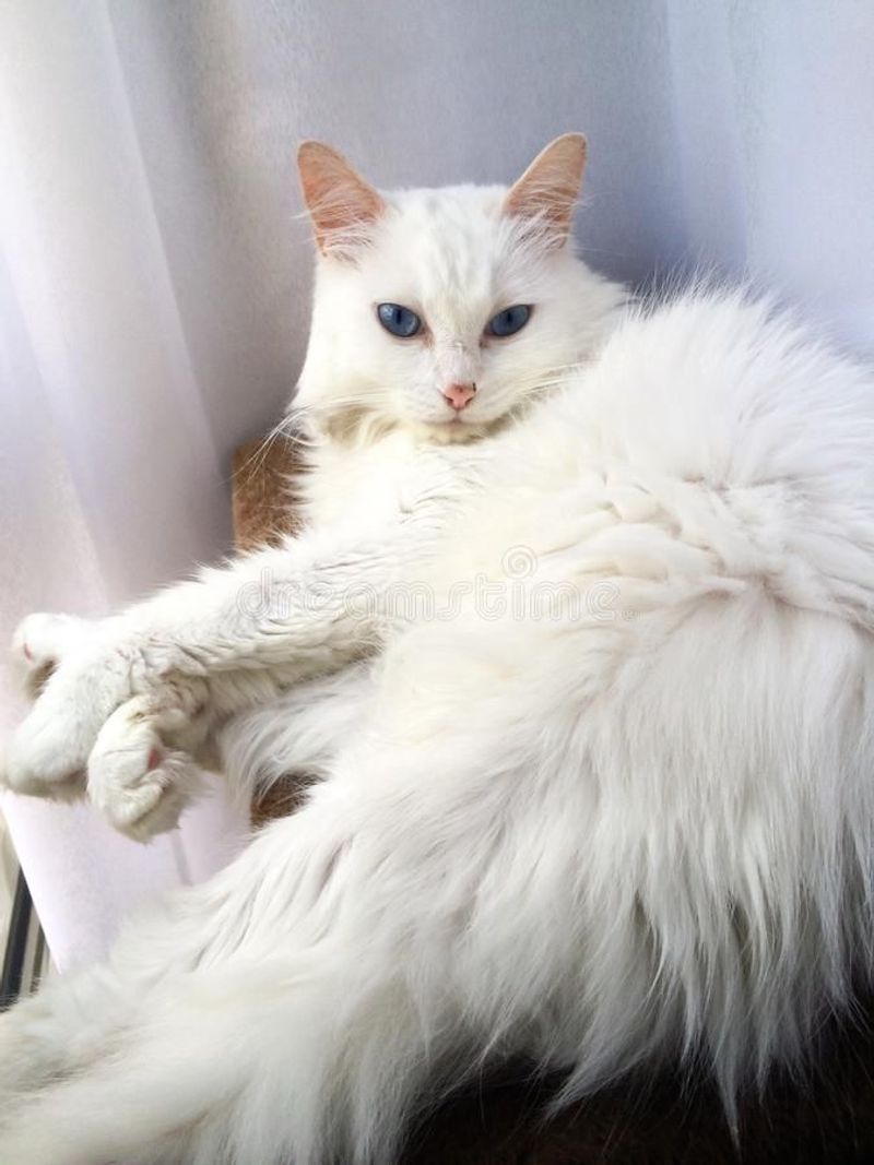 Turkish Angora