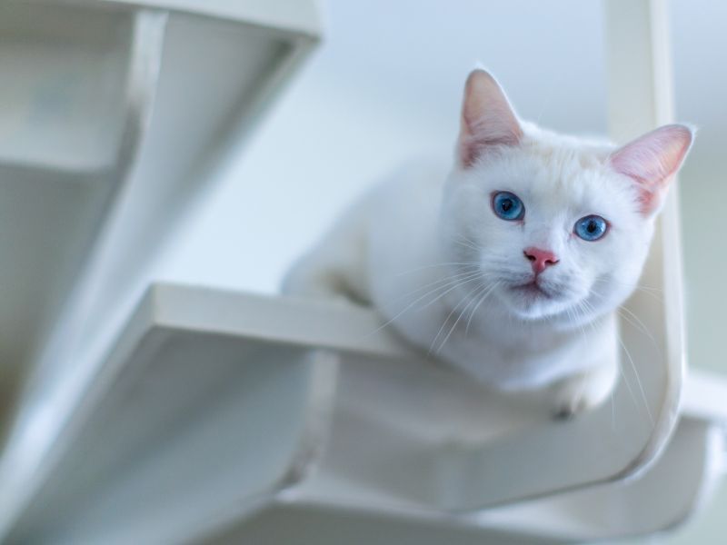 Turkish Angora Cat