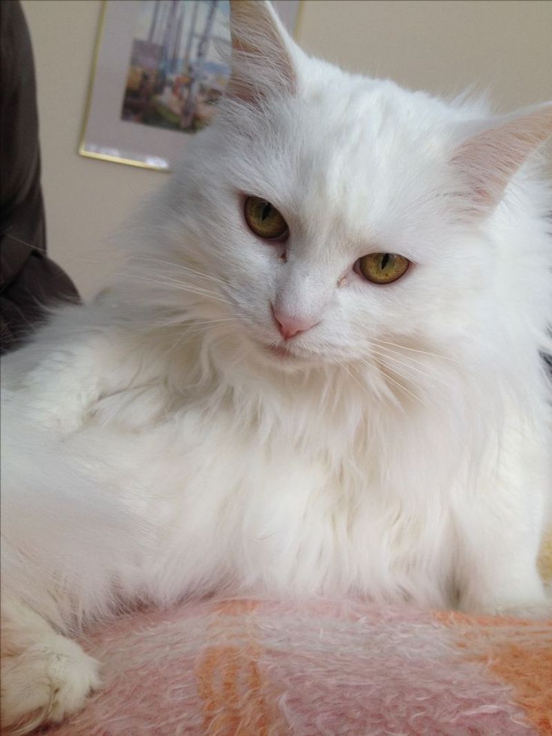 Turkish Angora - Snowball