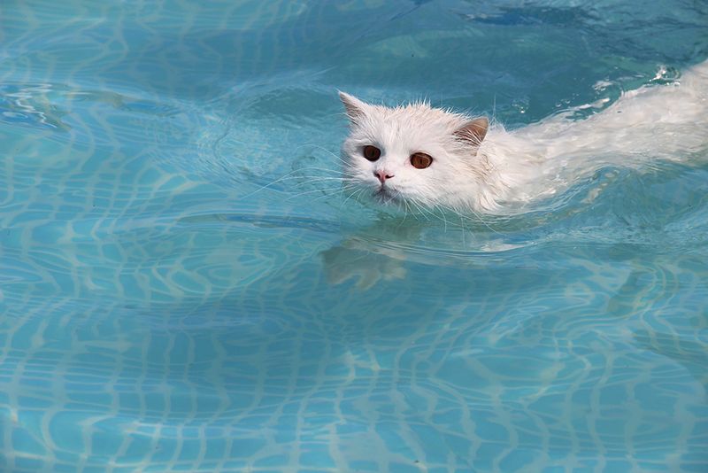 Turkish Angora
