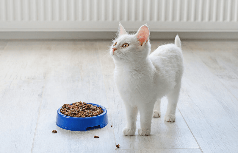 Turkish Angora