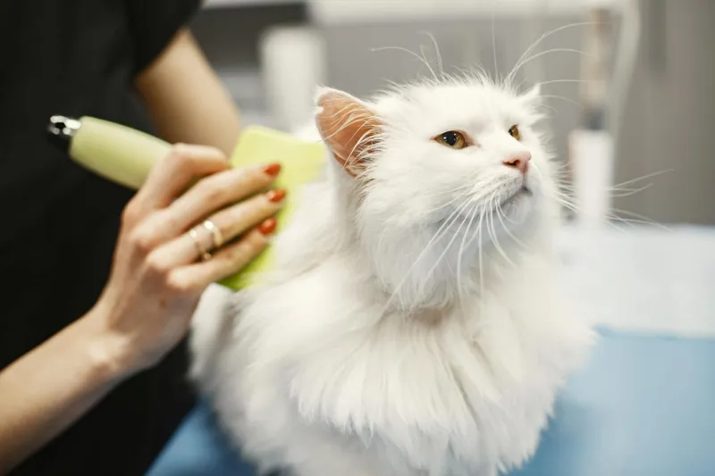 Turkish Angora