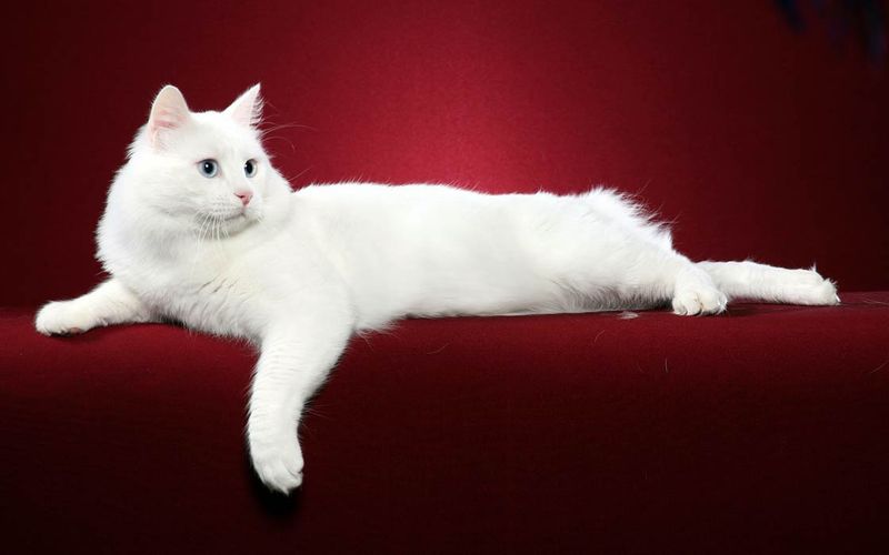Turkish Van