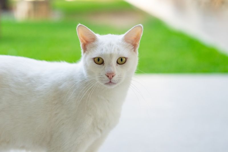 Turkish Van