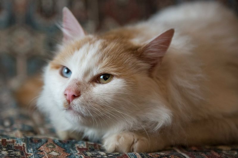Turkish Van