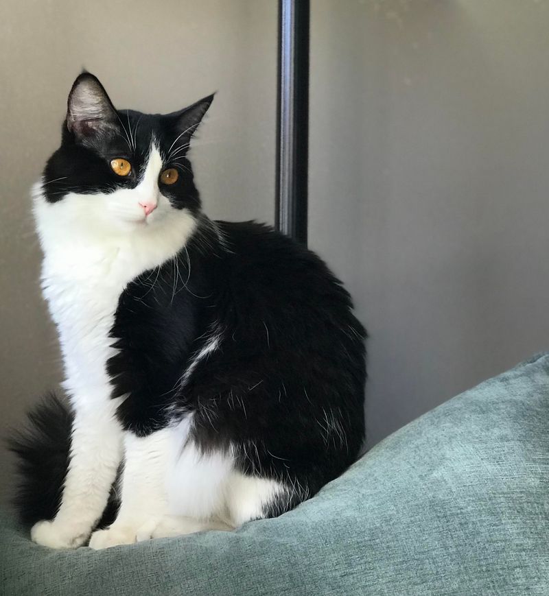 Turkish Van