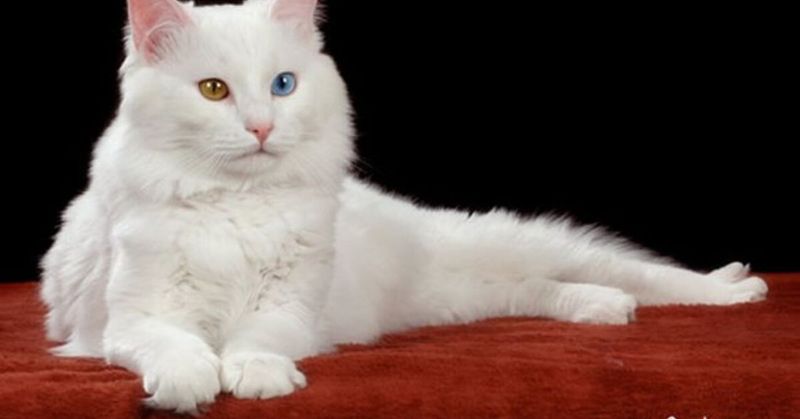Turkish Van