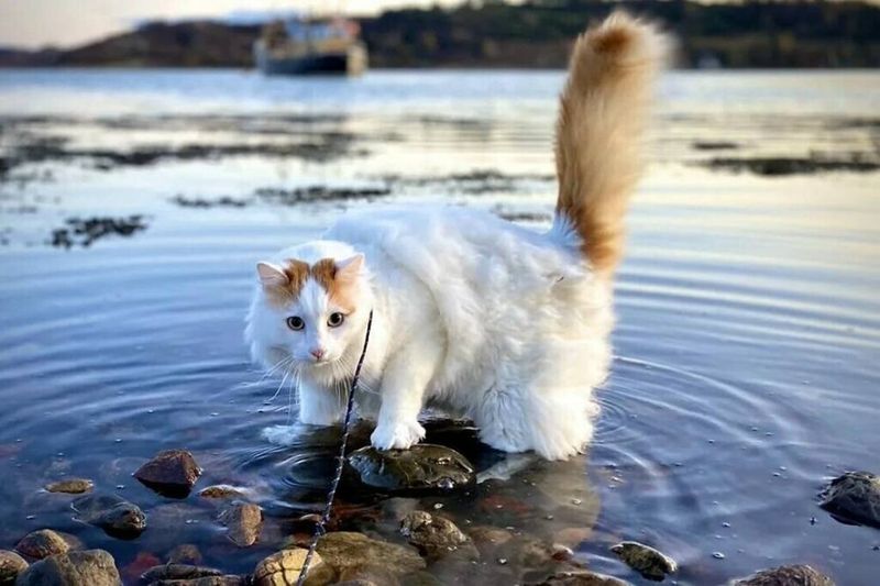 Turkish Van