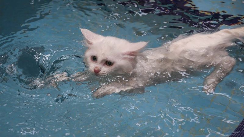 Turkish Van