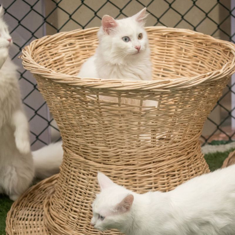 Turkish Van Voyager