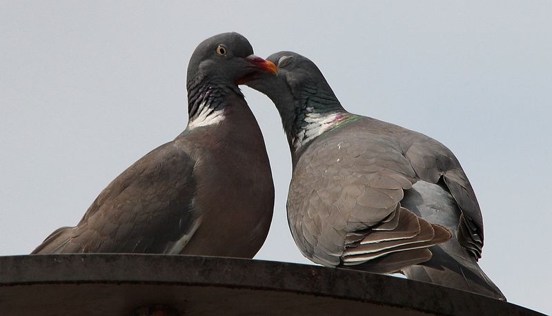 Turtle Dove