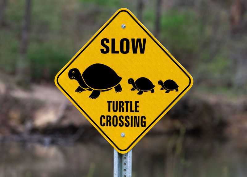 Turtle Trek in Florida