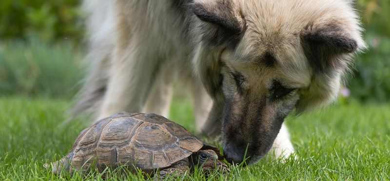 Turtle