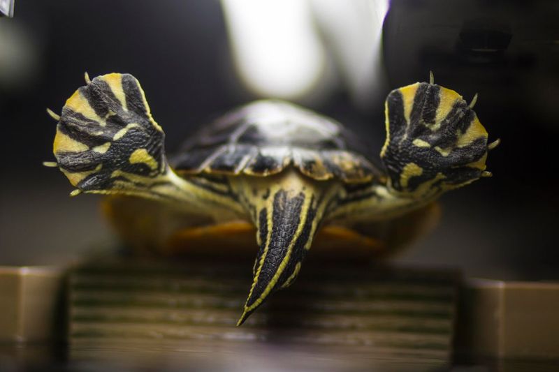 Turtles Can Breathe Through Their Butts