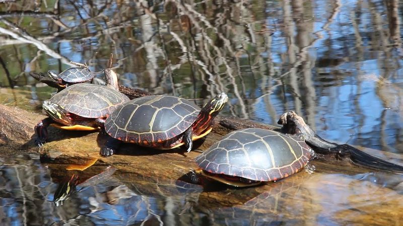 Turtles Communicate in Unique Ways