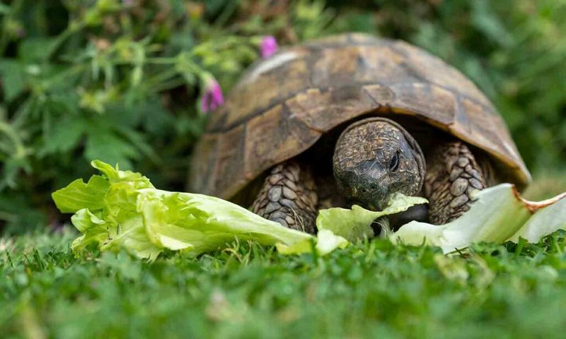 Turtles Have Diverse Diets