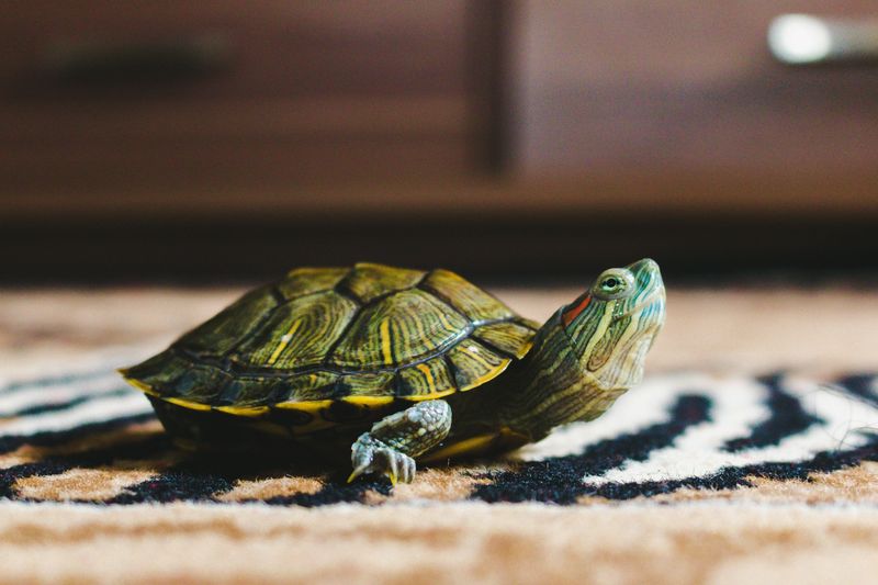Turtles: Not So Slow and Steady