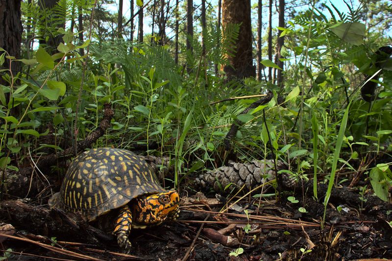 Turtles Play a Role in Seed Dispersal