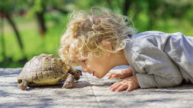 Turtles
