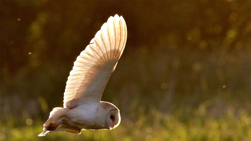 Ultrasonic Hearing of Barn Owls