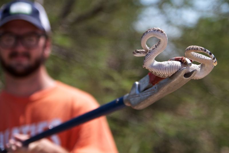 Underestimating the Snake's Reach