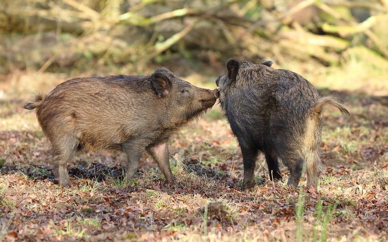 Understand Boar Behavior