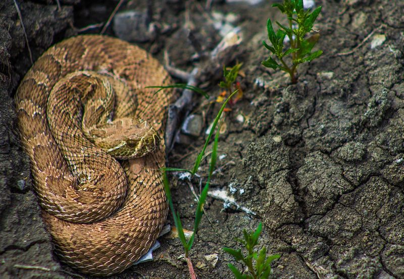 Understand Snake Behavior