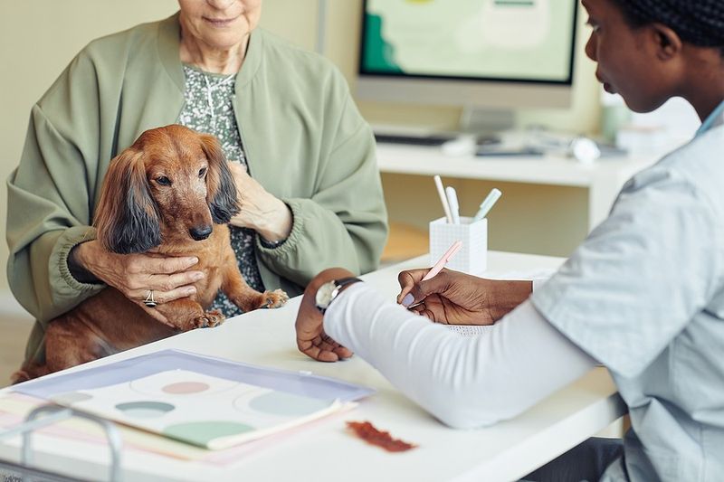 Understanding Canine Aging